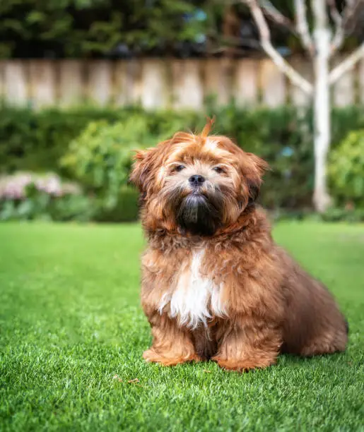 6 month old small fluffy male dog with light-apricot color and black nose. Known as Shichon, Shih Tzu-Bichon mix or fuzzy wuzzy puppy. Selective focus.