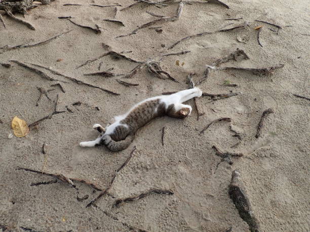 gatto nell'isola di wet rice - indochina wild animals cats travel locations foto e immagini stock