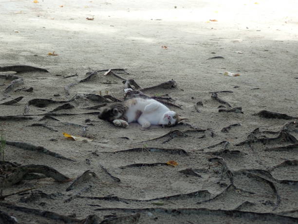 gato na ilha arroz molhado - indochina wild animals cats travel locations - fotografias e filmes do acervo