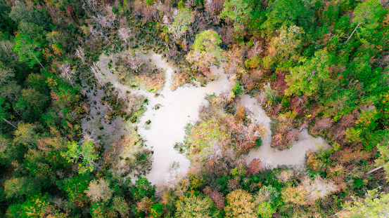 Beautiful autumn and winter season colors displayed through aerial drone photo over North Raiford Florida swamp land