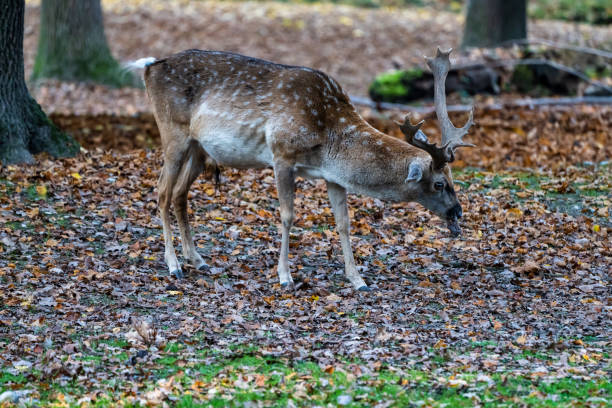 The fallow deer, Dama mesopotamica is a ruminant mammal belonging to the family Cervidae.