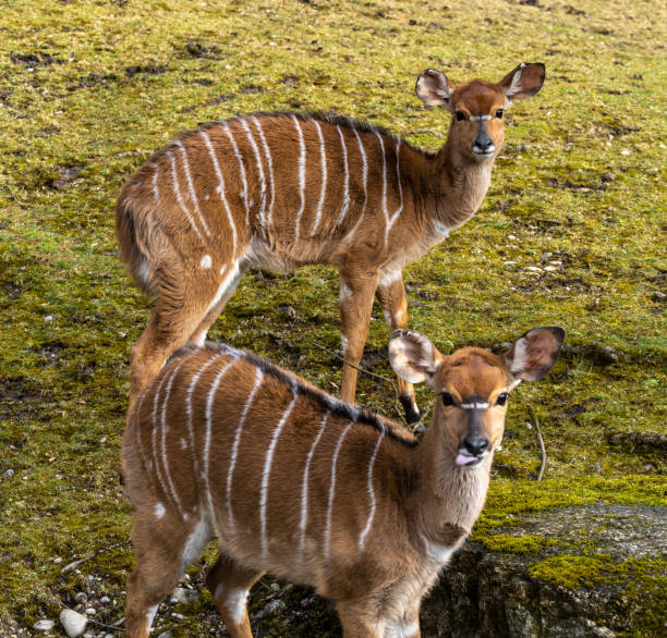 istock Nyala Antelope - Tragelaphus angasii. Wild life animal. 1358006047