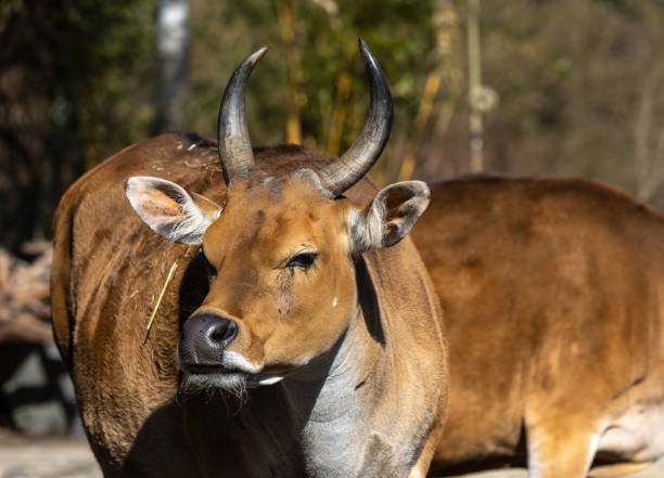 istock Banteng, Bos javanicus or Red Bull is a type of wild cattle. 1358006101