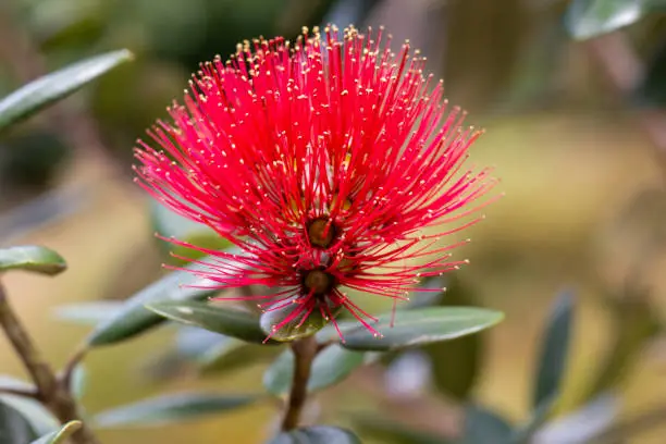 Macro of Pohutukawa flower, New Zealand Christmas Tree
