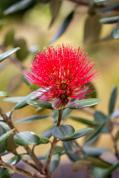 Macro of Pohutukawa flower, New Zealand Christmas Tree Macro of Pohutukawa flower, New Zealand Christmas Tree red flower trees callistemon citrinus stock pictures, royalty-free photos & images