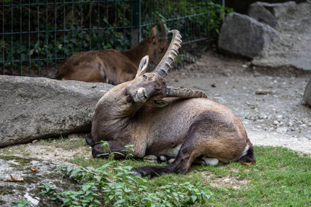 istock Male mountain ibex or capra ibex on a rock 1358008045