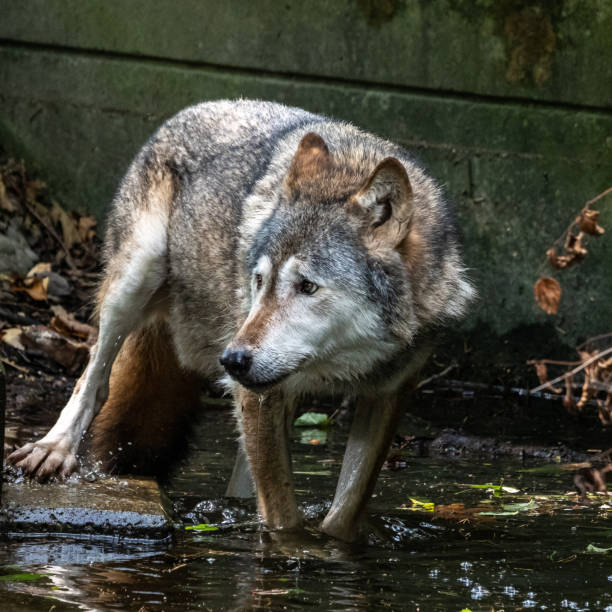 istock European Grey Wolf, Canis lupus in a german park 1358008123