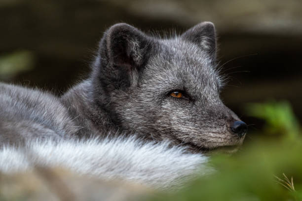 istock Arctic fox, Vulpes lagopus, also known as the white fox or polar fox 1358008980