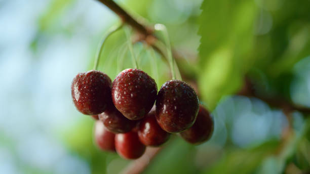 racimo húmedo de fruta de cereza colgando en primer plano del árbol. preocupación macro del país crudo. - fressness fotografías e imágenes de stock