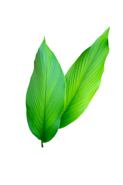 istock tropical leaves with autumn leaves isolated on white background. 1358009006