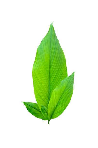istock tropical leaves with autumn leaves isolated on white background. 1358009010