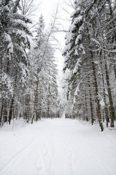 istock Snowy footpath among snow-covered fir trees in winter forest 1358009122