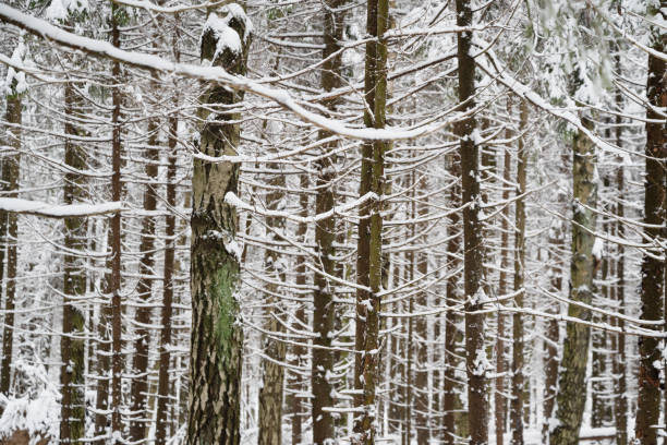 istock Rows of tree trunks with snow-covered branches in winter forest 1358009124