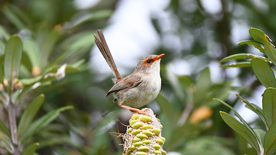 Small female wren on an Australian banksia seed pod