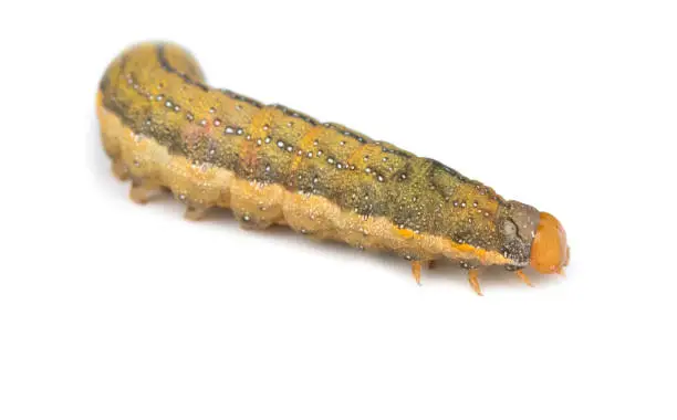Photo of caterpillar