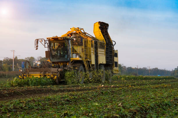 récolte de betteraves sucrières - beet sugar tractor field photos et images de collection