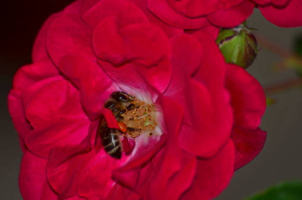 Bee on a pink rose