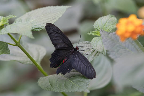 istock exotic butterfly on a leaf. delicate and colorful butterfly. 1358012648