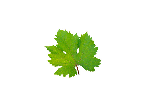 Green grape leaves isolated on white background