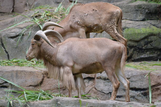 istock Ammotragus lervia, The Barbary sheep 1358012939