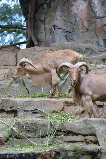 istock Ammotragus lervia, The Barbary sheep 1358013039