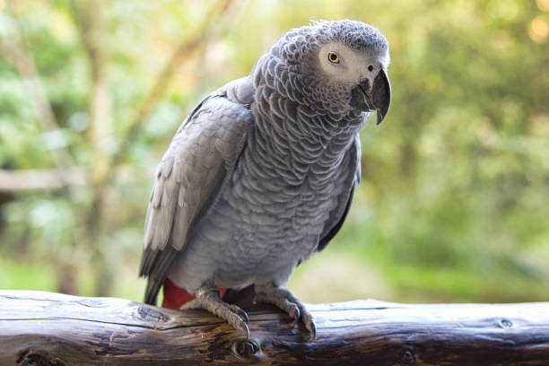 istock gray parrot with eye contact with the viewer. 1358013825