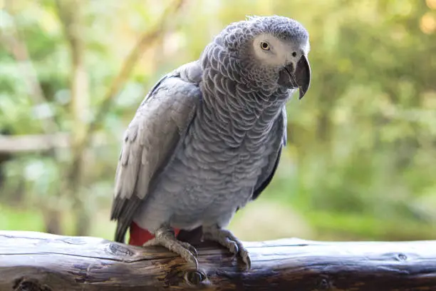 Photo of gray parrot with eye contact with the viewer.