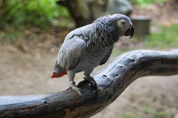 istock gray parrot with eye contact with the viewer. 1358014008