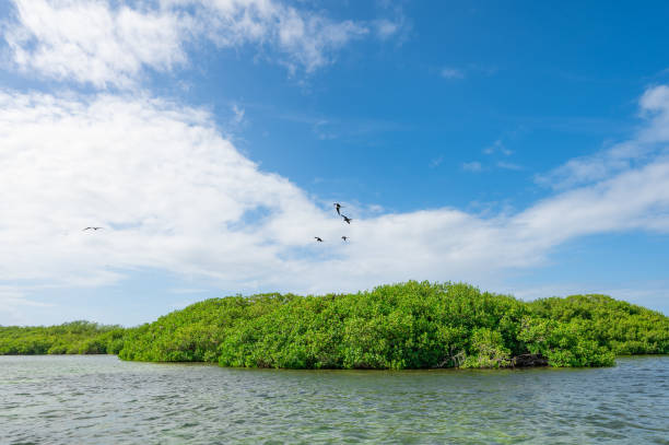 istock bird frigate over the island 1358014045