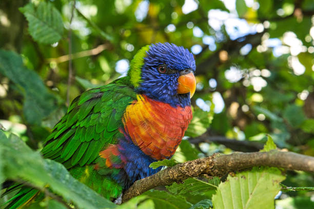 istock lori in foliage, colorful parrot species. 1358014088
