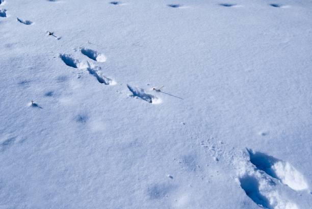 istock animal track in a snow 1358014465