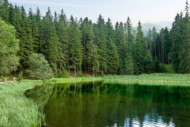 istock beautiful lake in a forest 1358015163