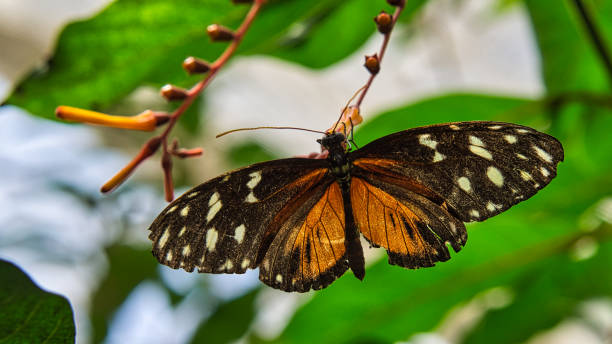 istock colorful butterfly on a leaf, flower 1358015237