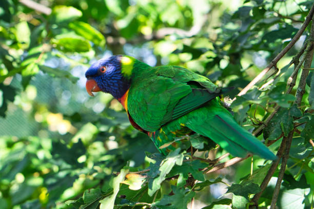 istock lori in foliage, colorful parrot species. 1358015438