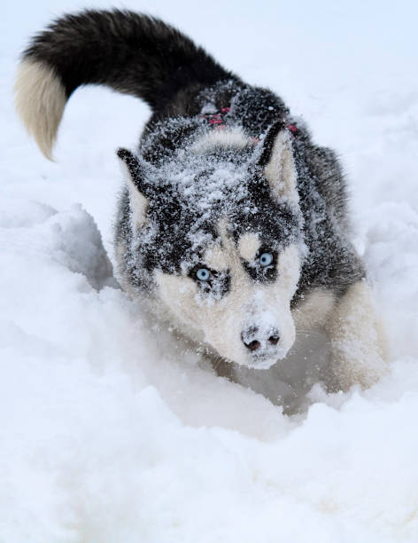 istock breed husky sled dogs 1358015497