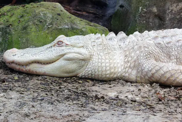 Photo of Alnino alligatour sleeping in the reptilarium of a zoo