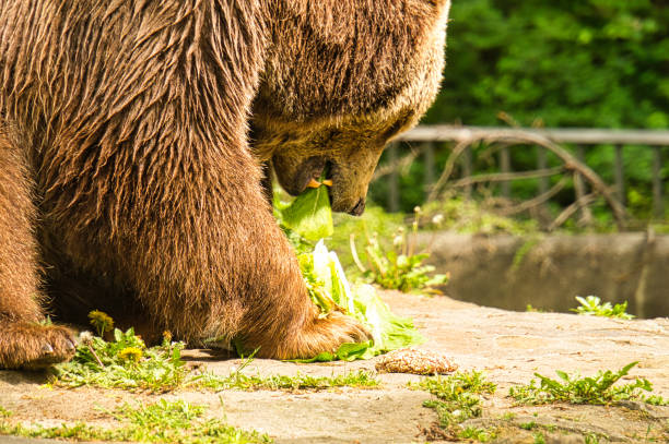 istock brown bear eating in zoo. he looks like a teddy bea 1358017992