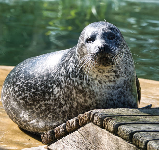 istock cute sea seal in zoo. 1358018581