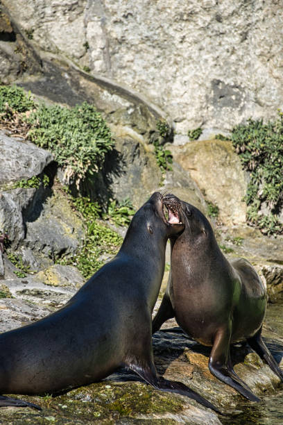 istock sea lion playing at the zoo. 1358018583
