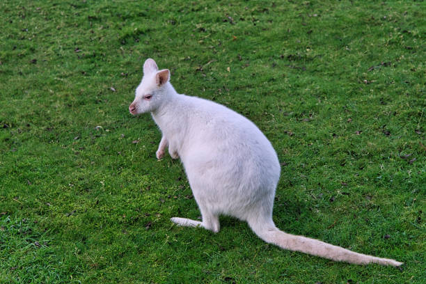 istock wine white kangaroo sitting on a meadow 1358019642