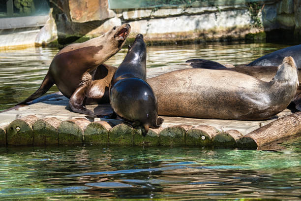 istock sea seal at the zoo. 1358019739