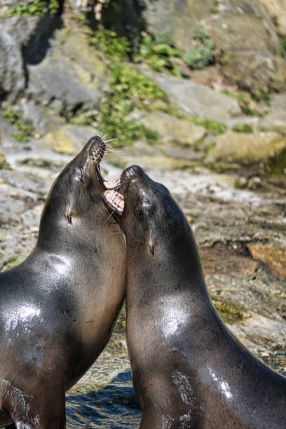istock sea lion playing at the zoo. 1358019798