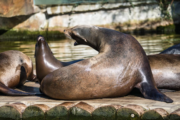 istock sea lion playing at the zoo. 1358019842