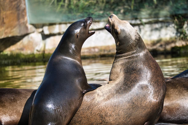 istock sea lion playing at the zoo. 1358019903