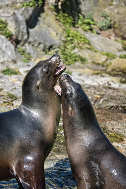 istock sea lion playing at the zoo. 1358020482