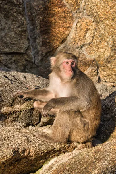 Photo of Baboon from the Zoo. relaxed animals