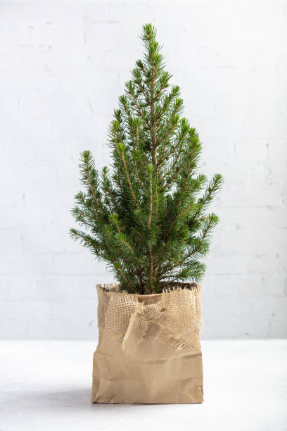 istock Zero waste eco Christmas and New Year concept 1358020497
