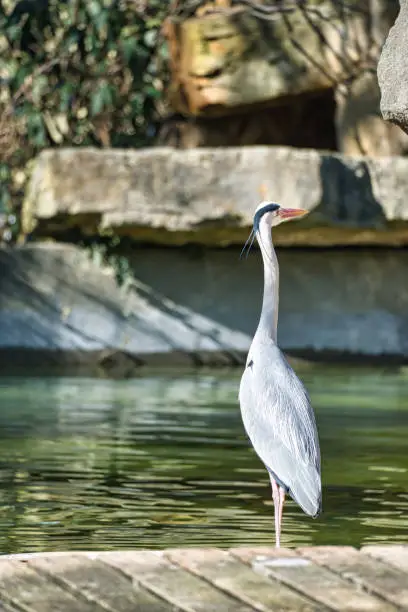 Photo of grey heron on the water, lurking for prey.