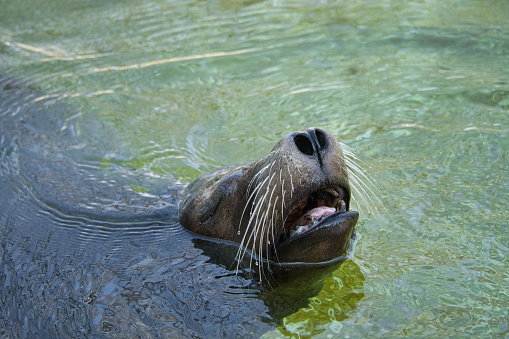 sea lion playing at the zoo. playful and fantastic to watch