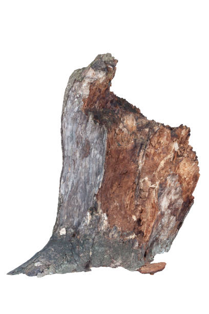 istock Old dead tamarind tree trunk isolated on white background included clipping path. 1358020595